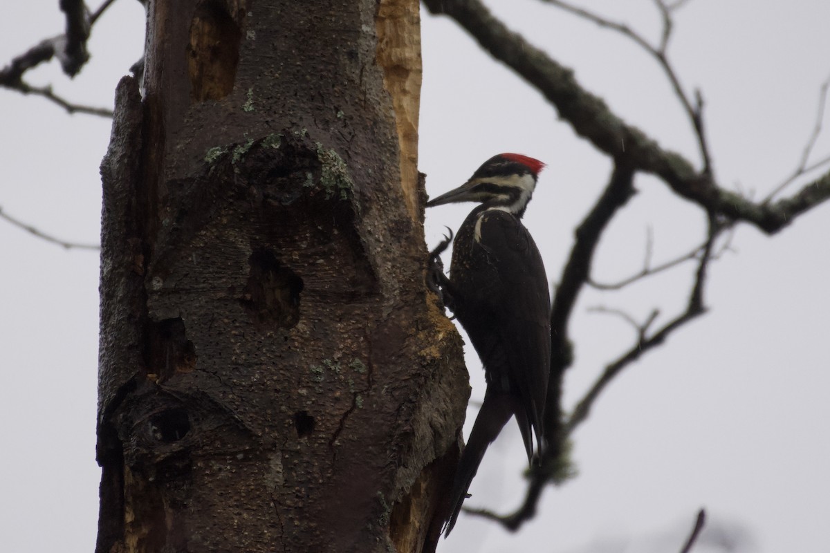 Pileated Woodpecker - ML291662871