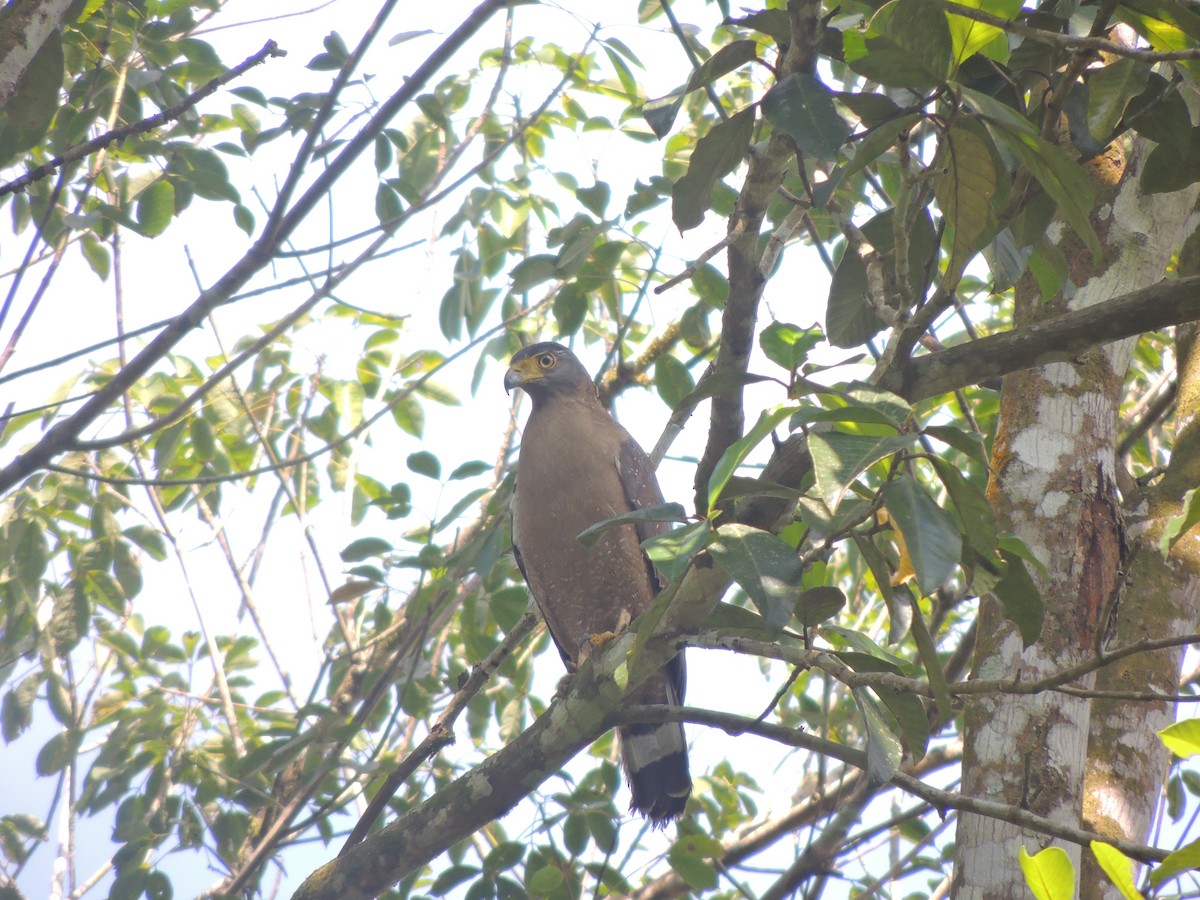 Crested Serpent-Eagle - ML291666571