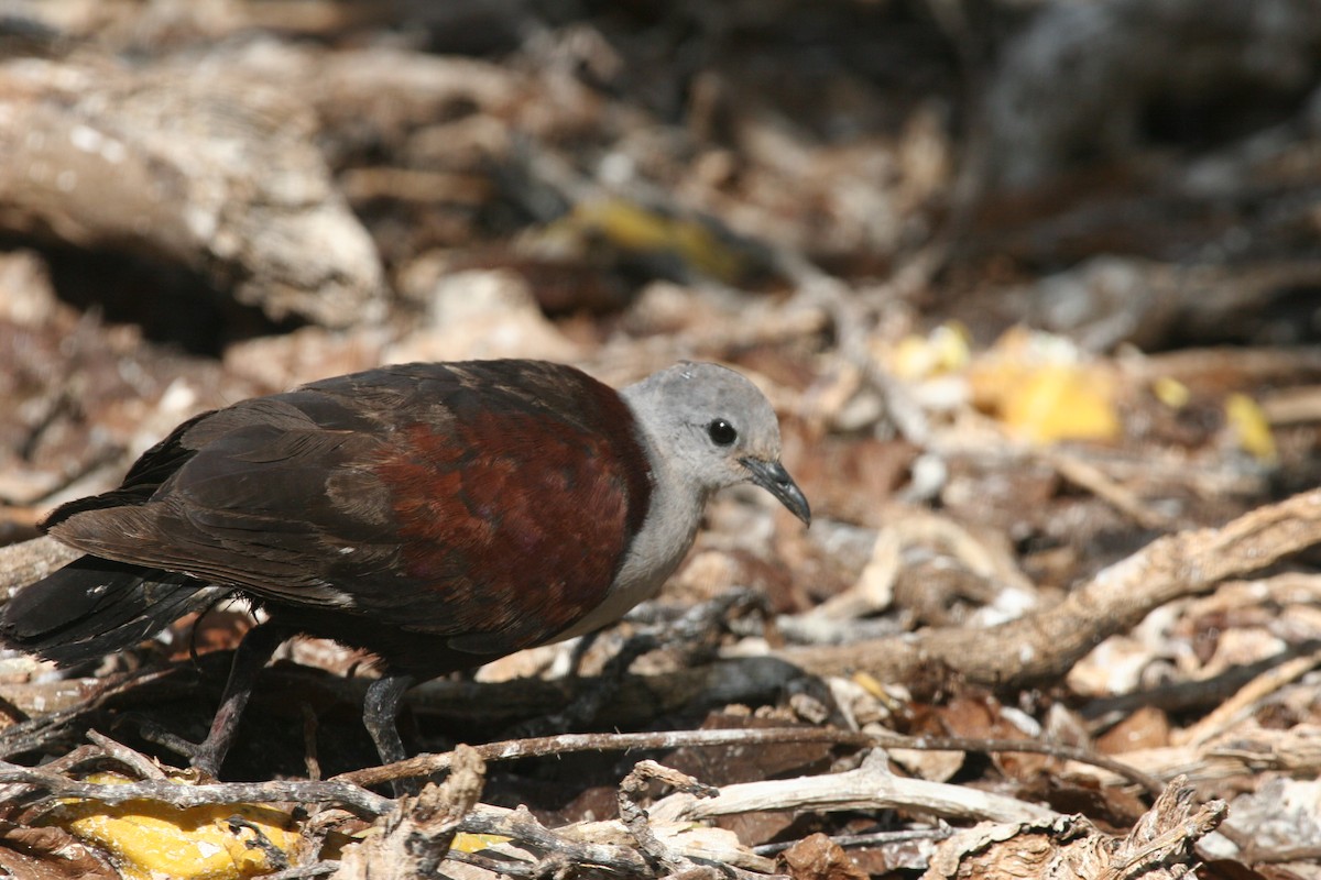 Marquesas Ground Dove - ML291668101