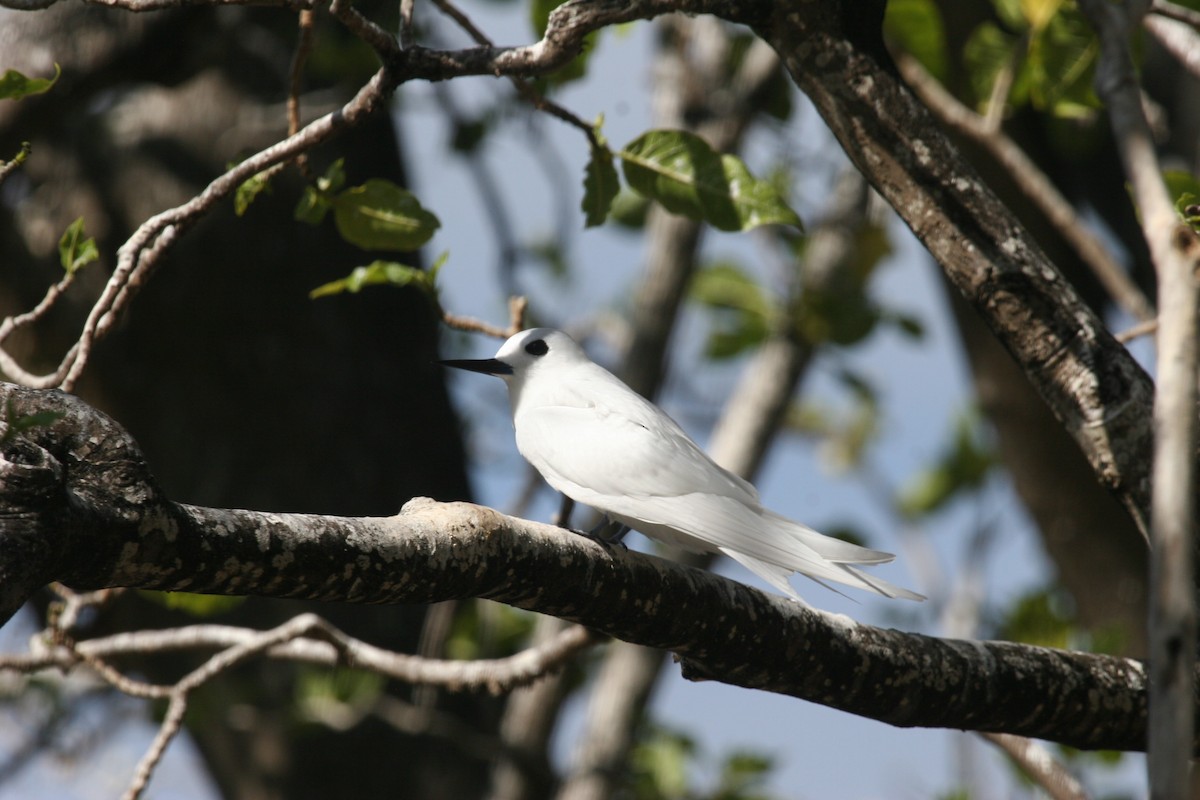 White Tern (Little) - ML291669131