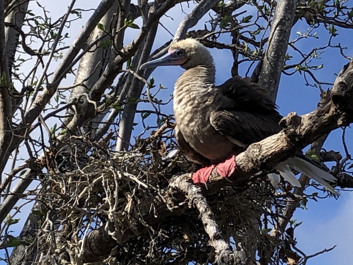 Red-footed Booby - Rick Schaefer