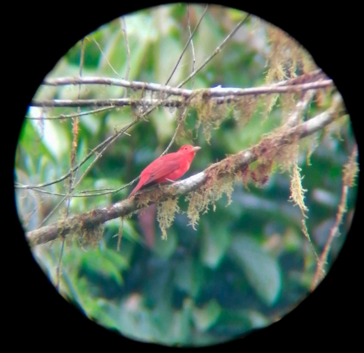 Summer Tanager - Andres Castro