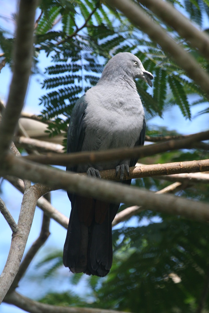 Marquesas Imperial-Pigeon - Rick Schaefer