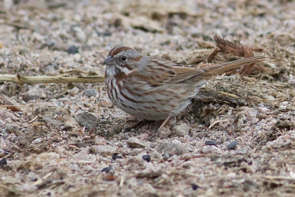 Song Sparrow (montana/merrilli) - ML291678831