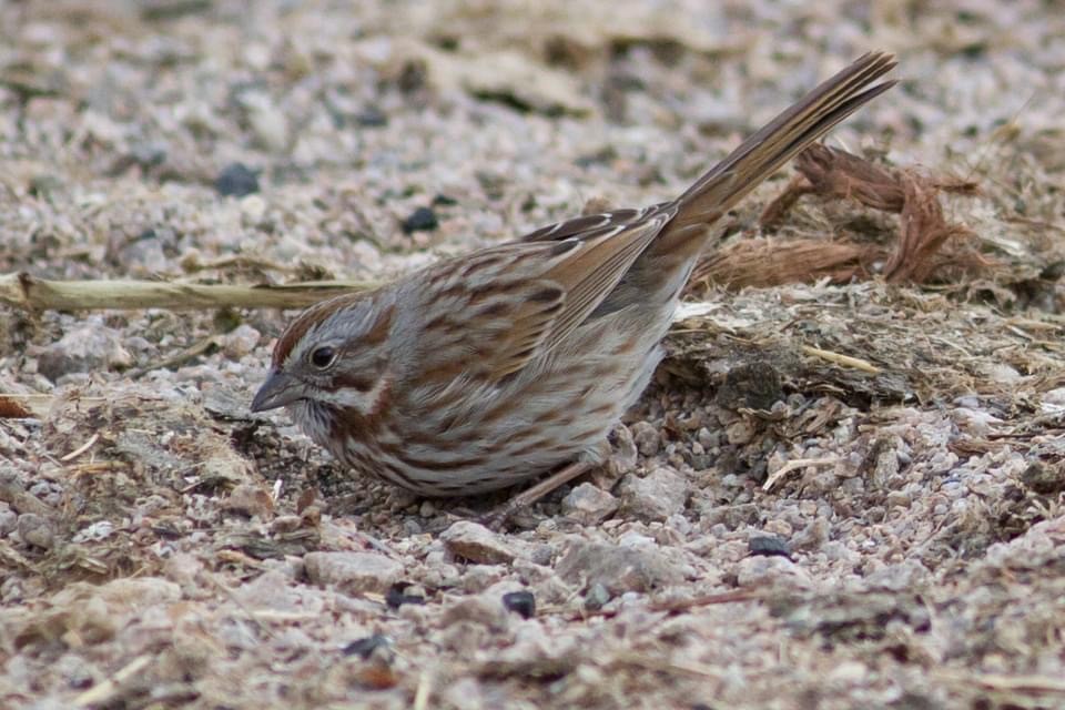 Song Sparrow (montana/merrilli) - ML291678841