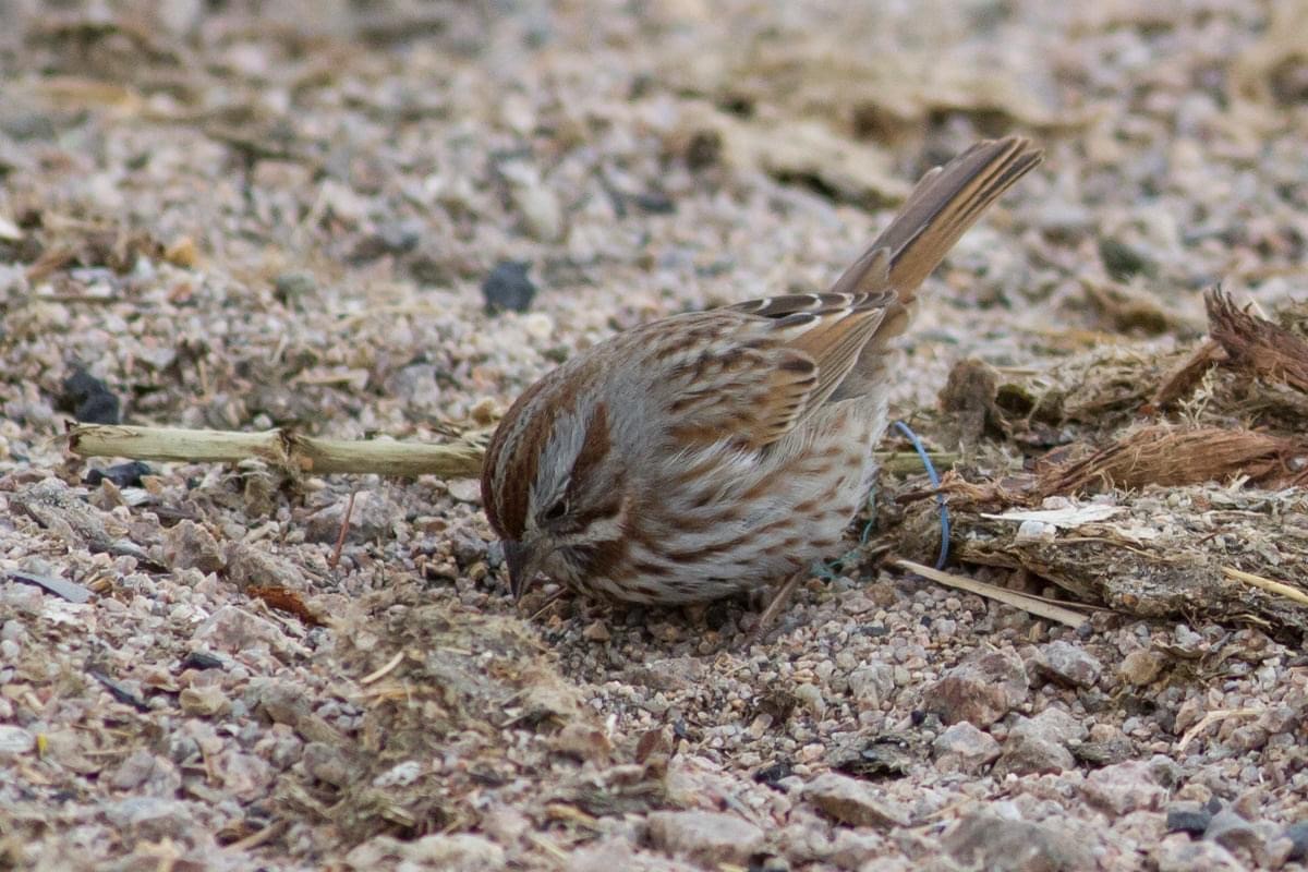 Song Sparrow (montana/merrilli) - ML291678861