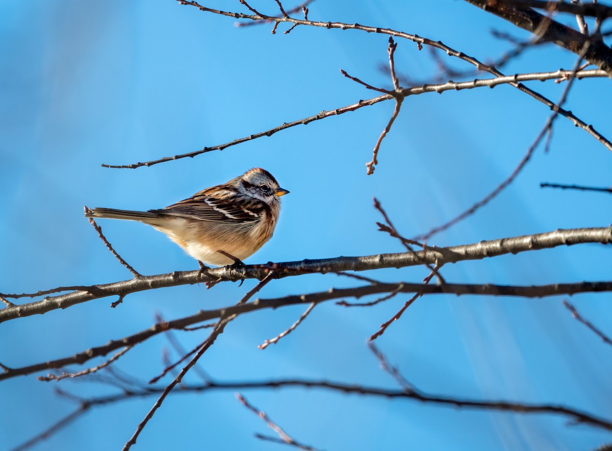 American Tree Sparrow - ML291680401