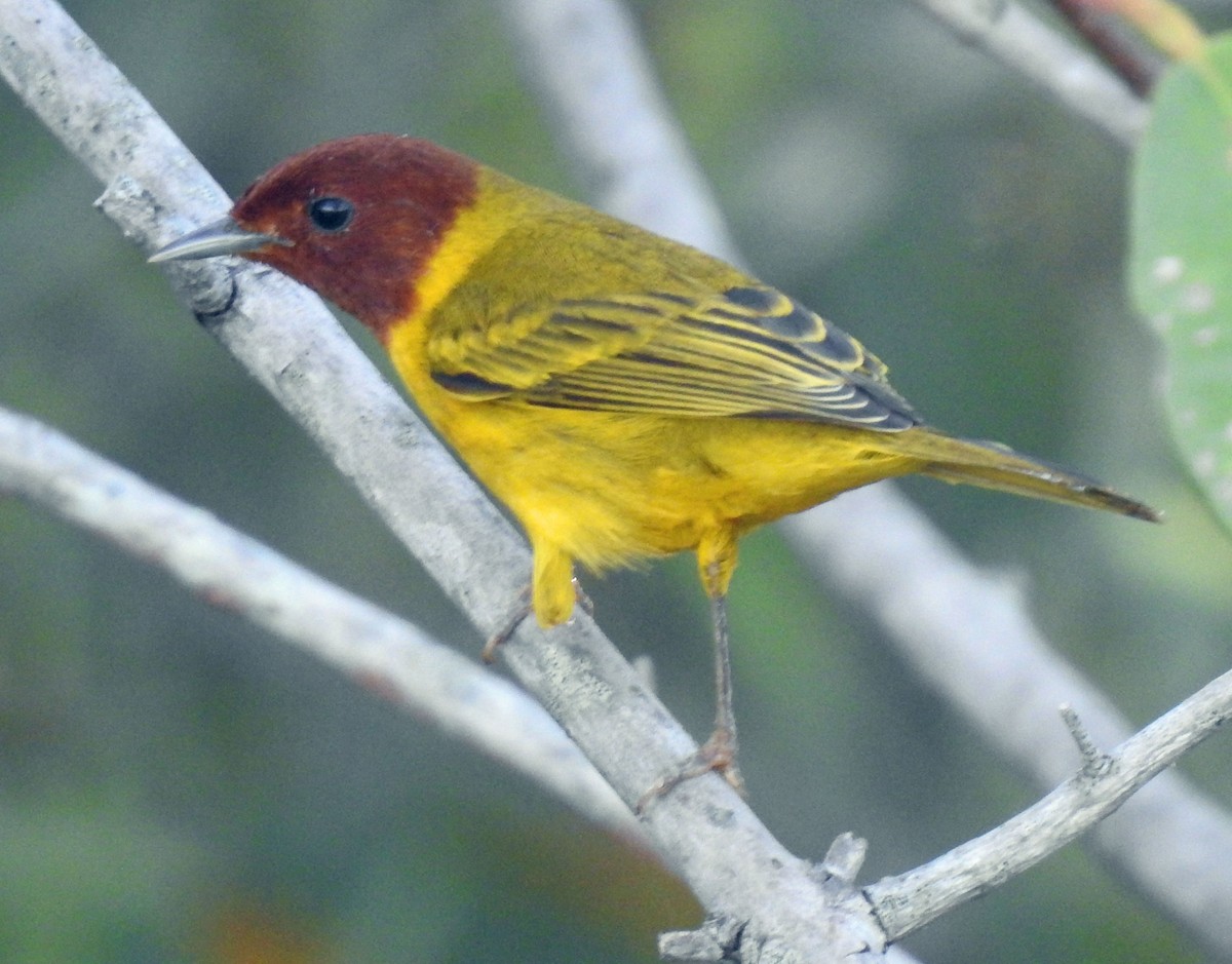 Yellow Warbler (Mangrove) - ML291680561