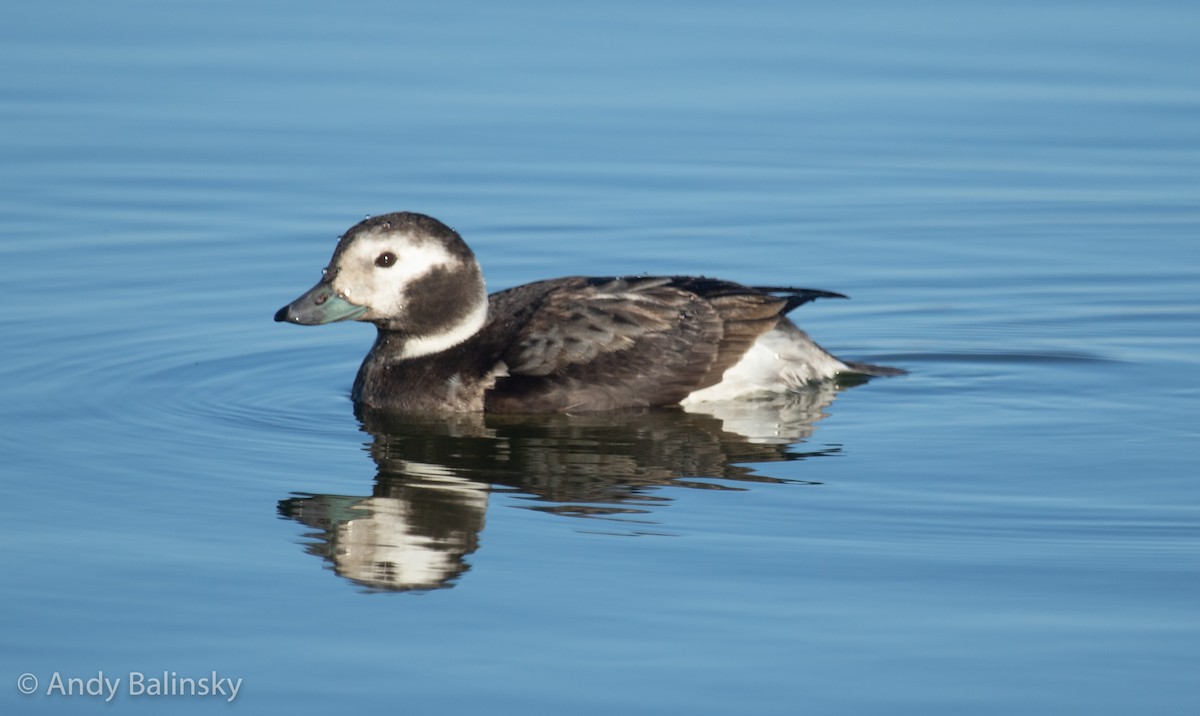 Long-tailed Duck - ML291689501