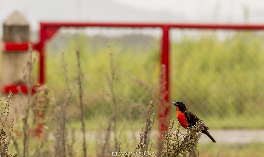Red-breasted Meadowlark - Diego Valbuena