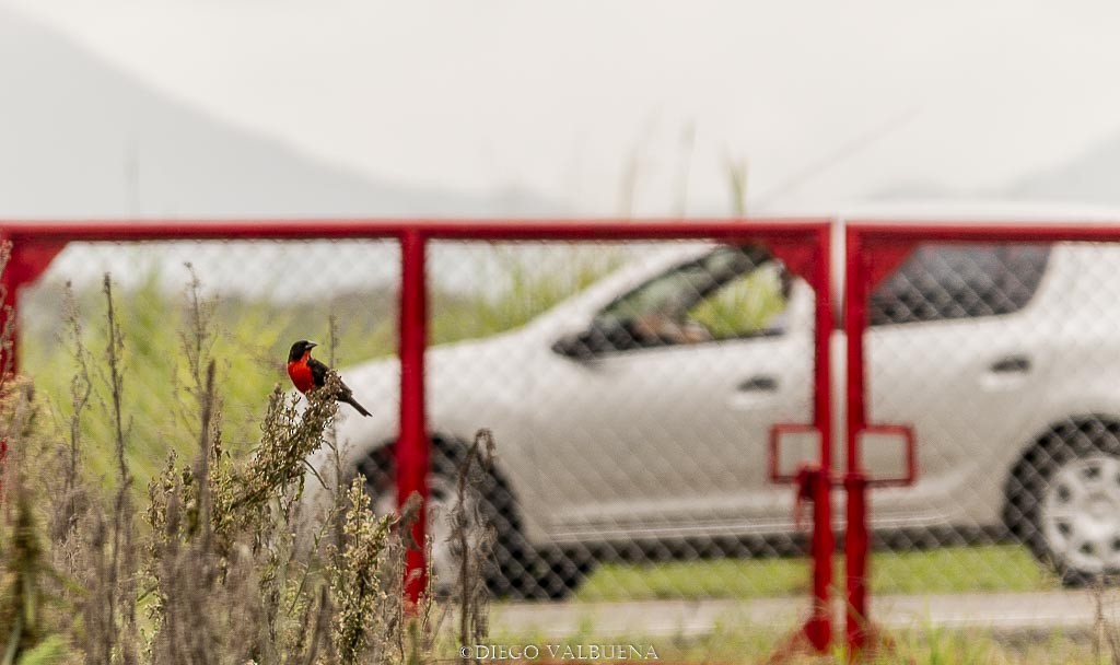 Red-breasted Meadowlark - Diego Valbuena