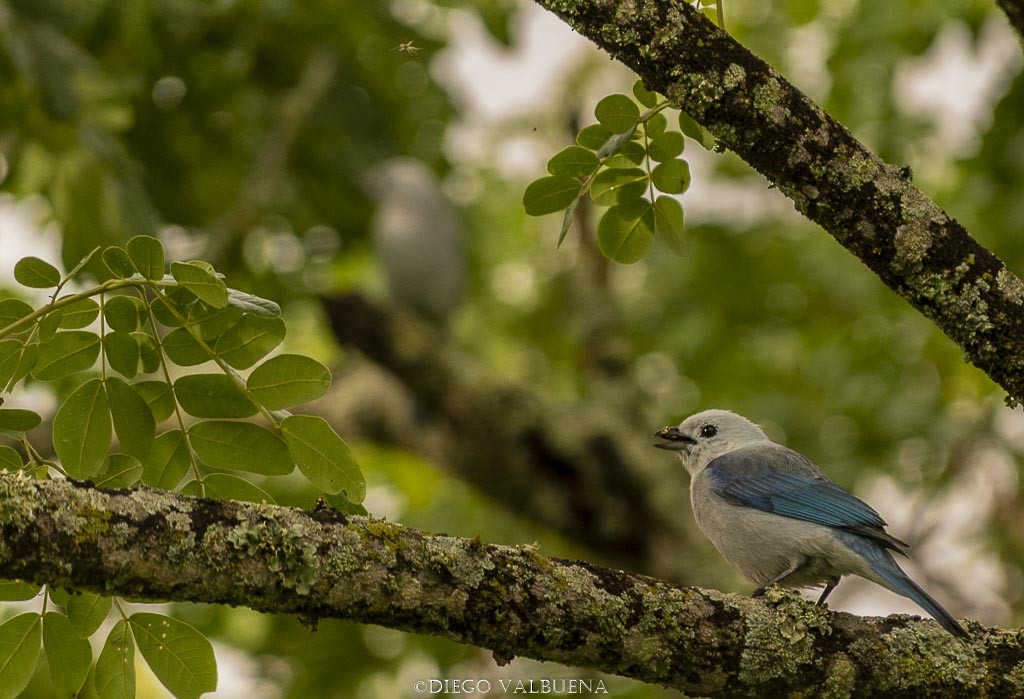 Blue-gray Tanager - Diego Valbuena
