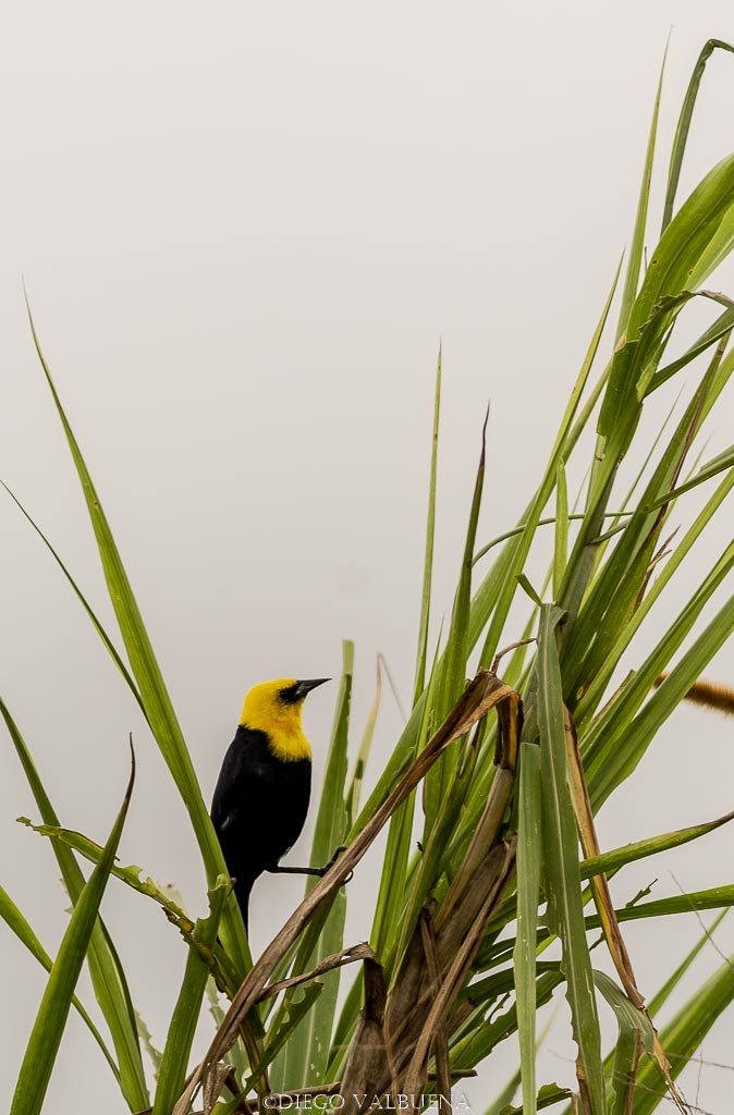 Yellow-hooded Blackbird - Diego Valbuena