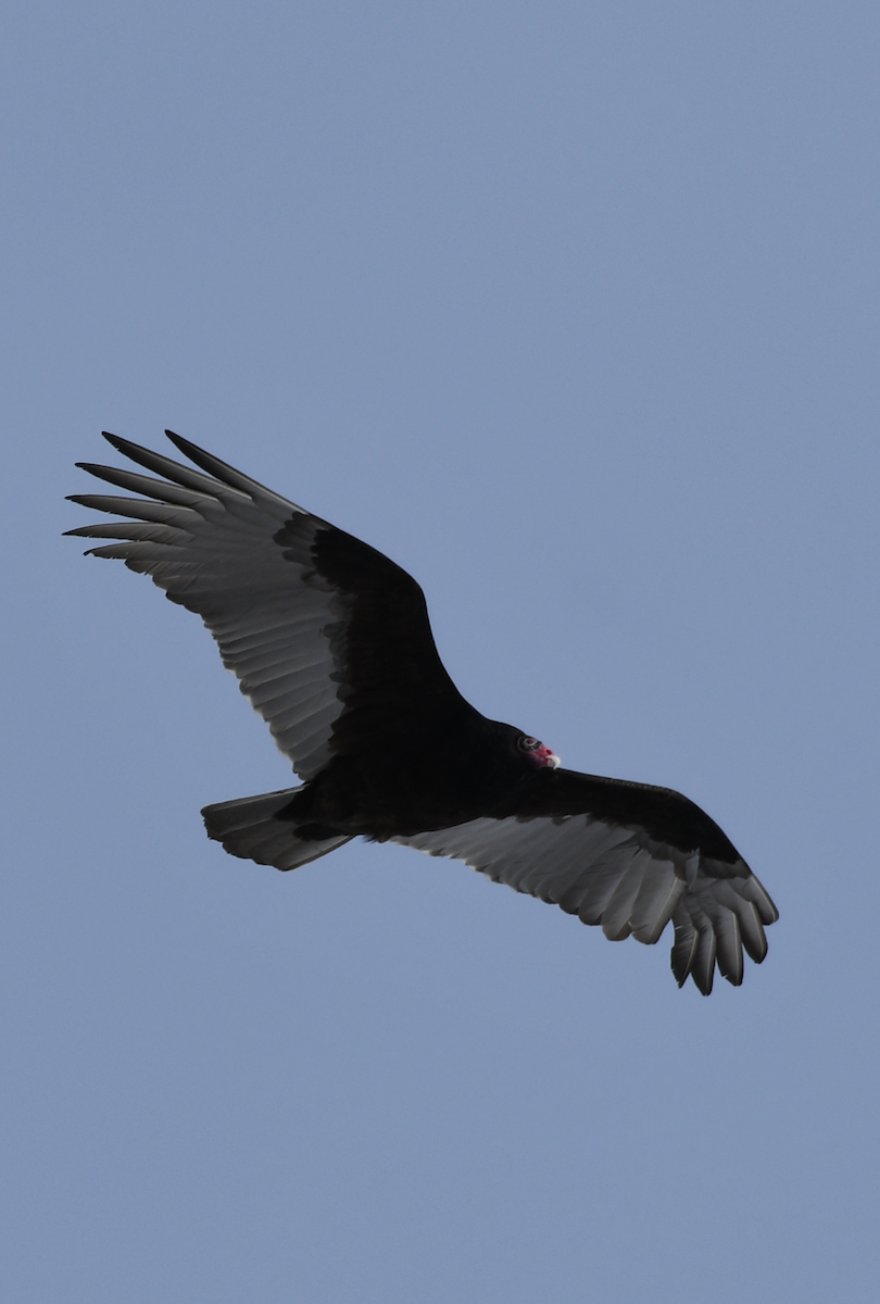Turkey Vulture - ML291697441