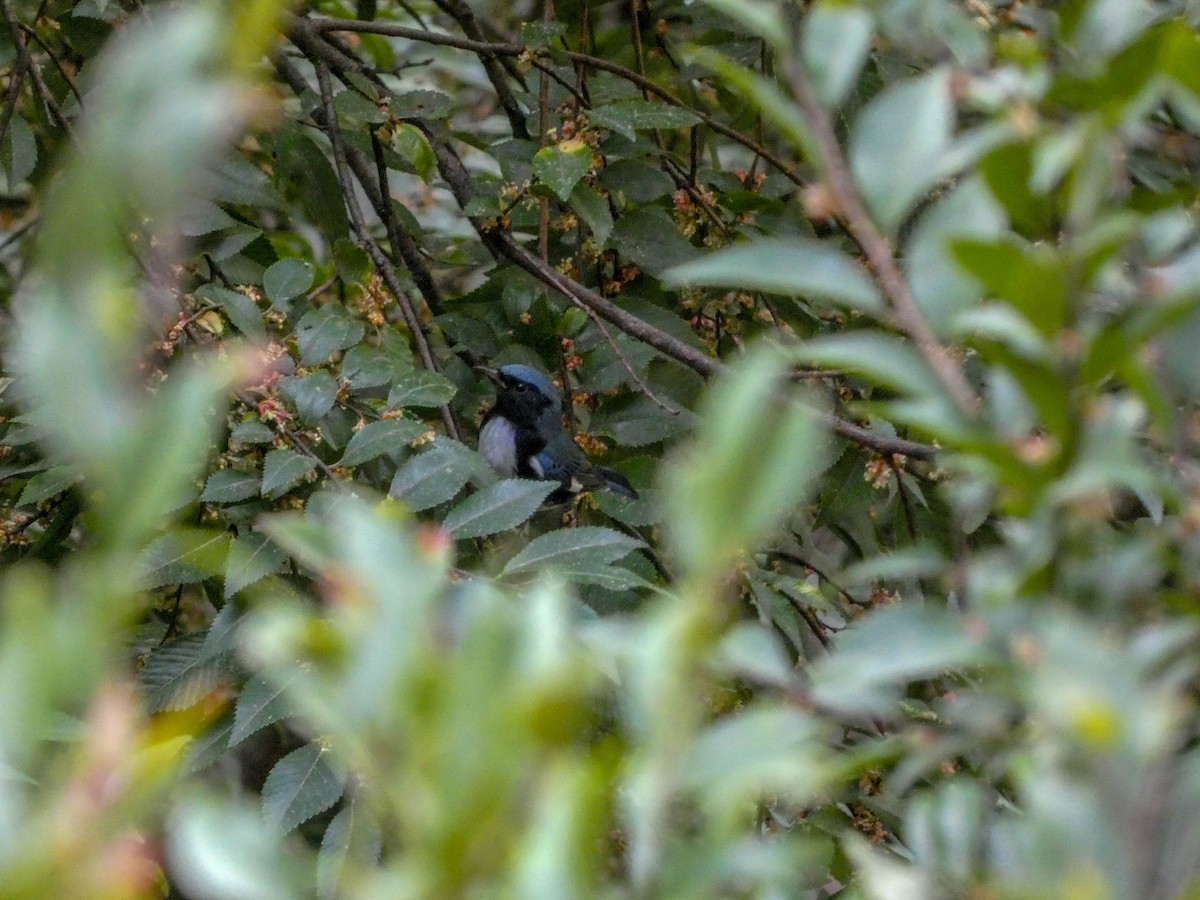 Black-throated Blue Warbler - ML291700711