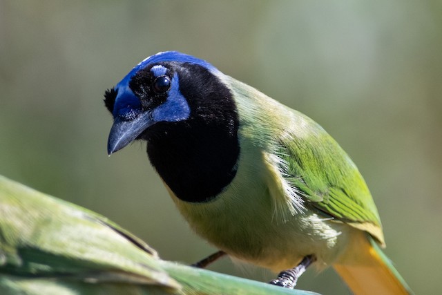 インカサンジャク Luxuosus グループ Ebird