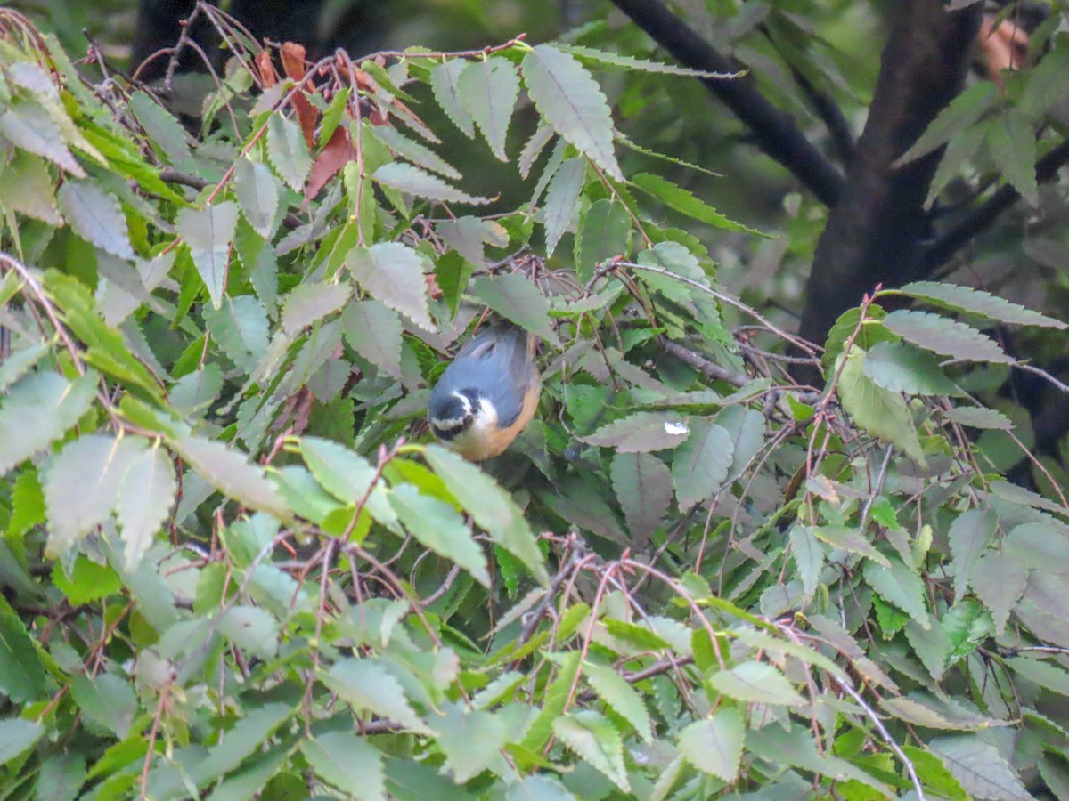 Red-breasted Nuthatch - ML291703611