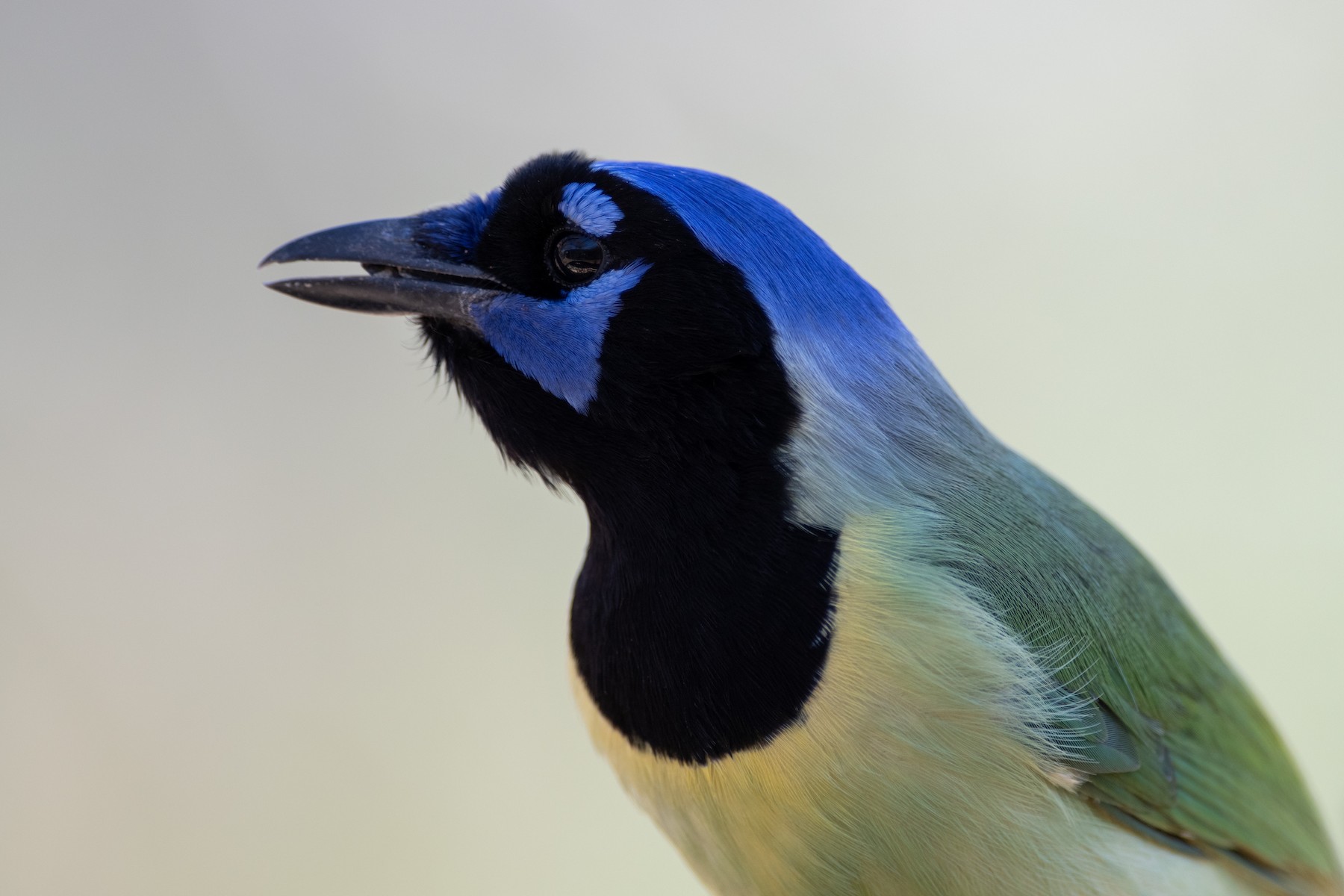 インカサンジャク Luxuosus グループ Ebird