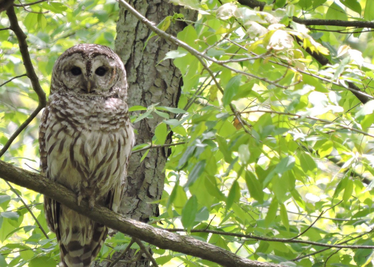 Barred Owl - Christopher Dyer