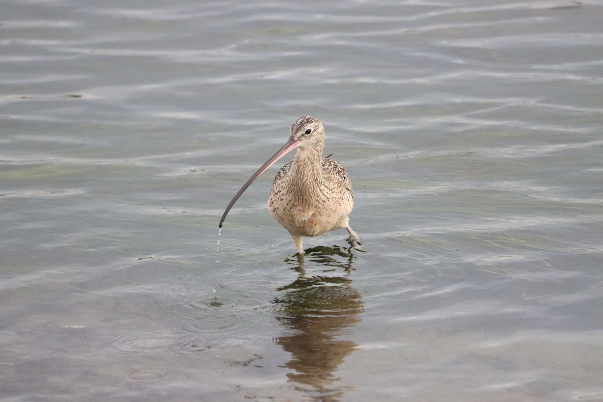 Long-billed Curlew - ML291710481