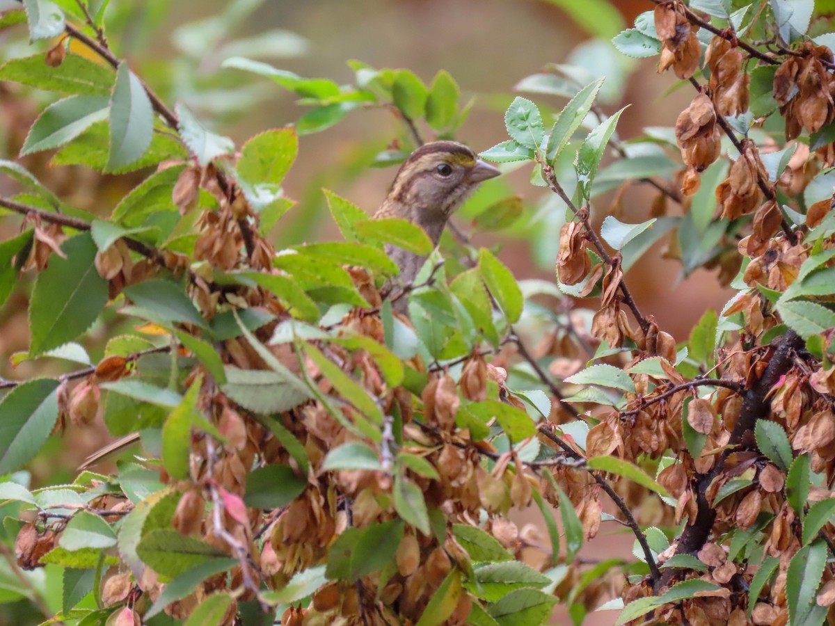 White-throated Sparrow - ML291712881