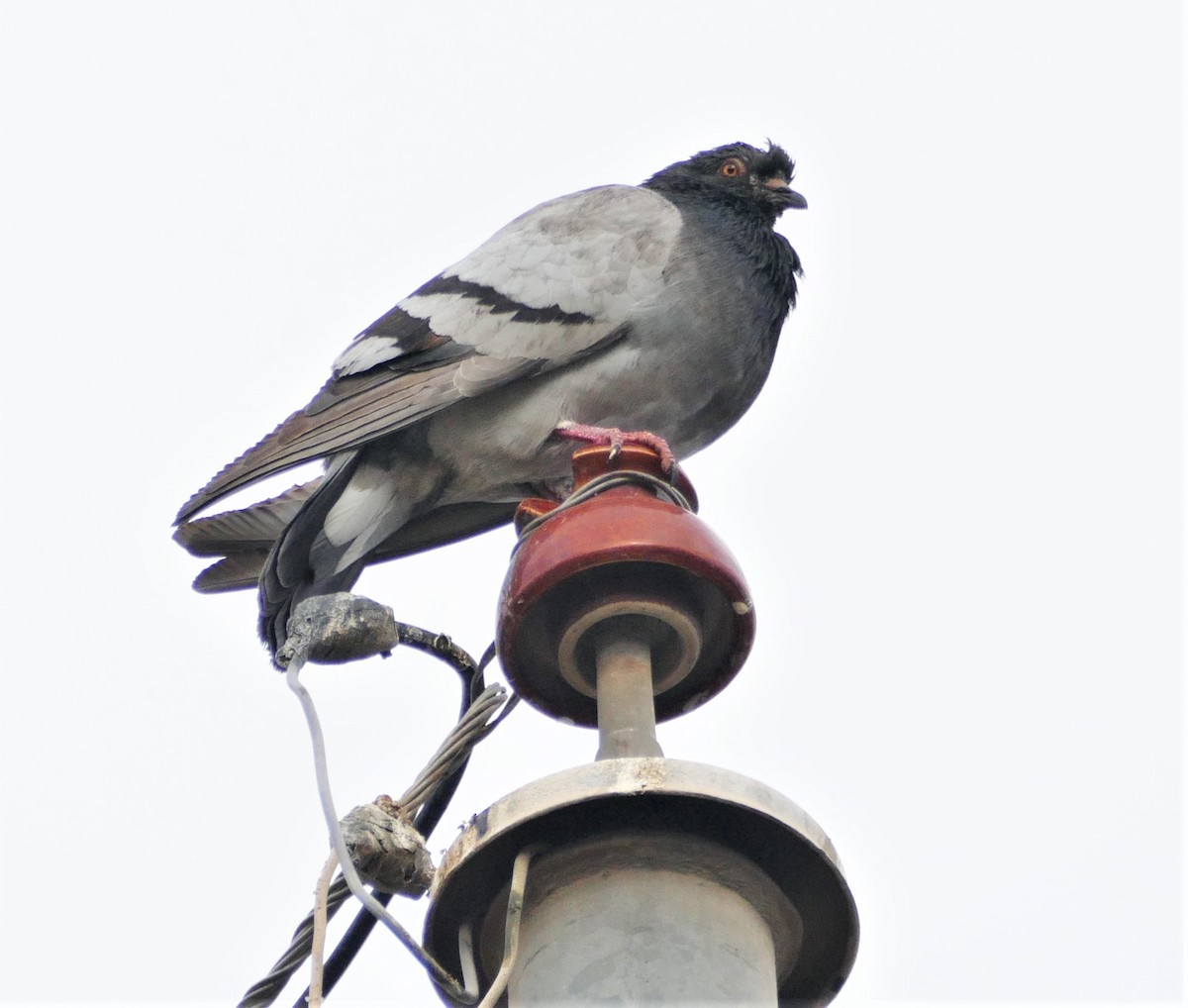 Rock Pigeon (Feral Pigeon) - ML291715551