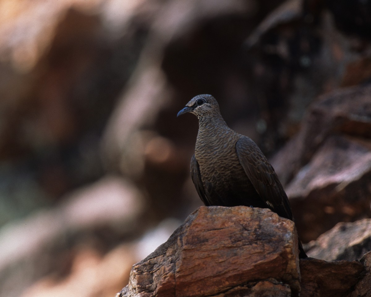 White-quilled Rock-Pigeon - Bruce Robinson