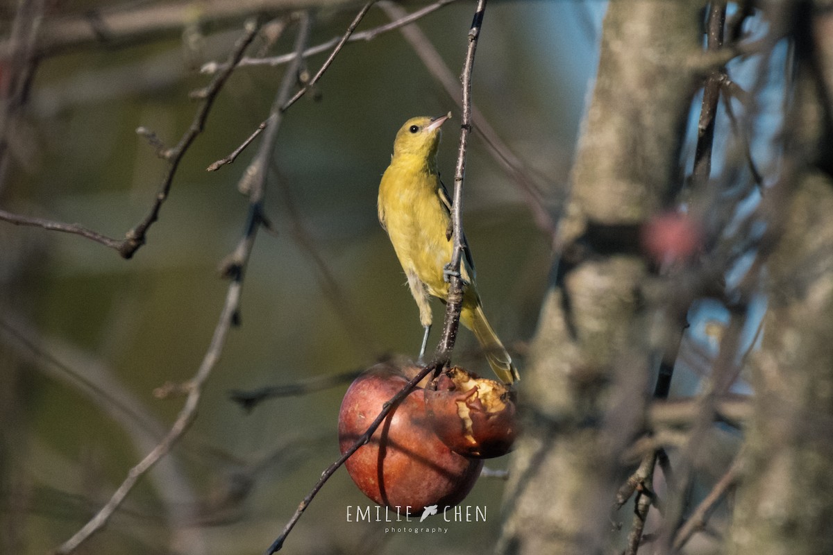 Orchard Oriole - ML291725571