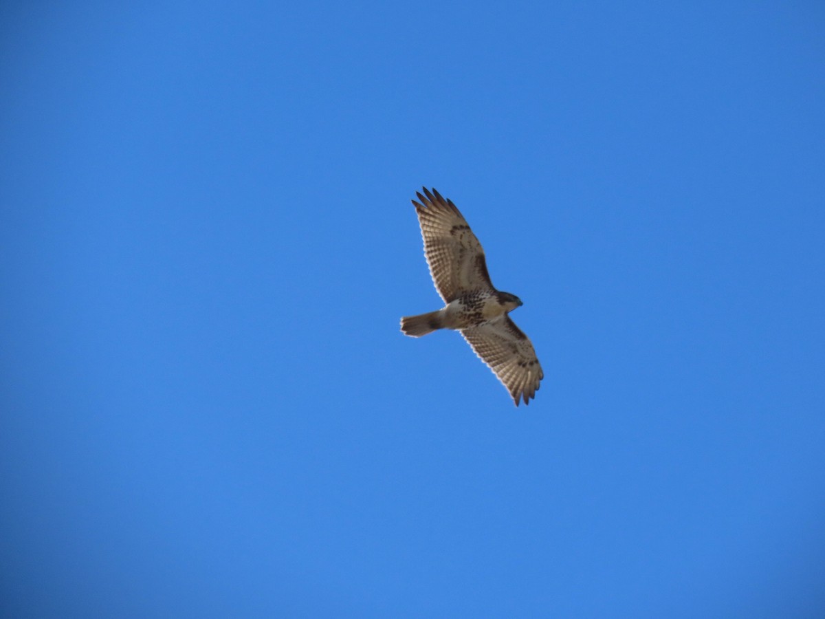 Red-tailed Hawk - ML291726401