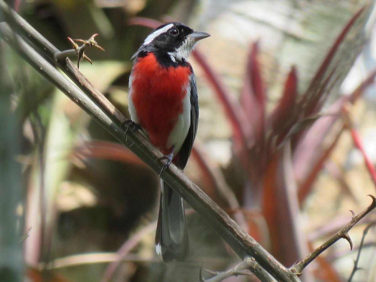 Red-breasted Chat - ML29172861