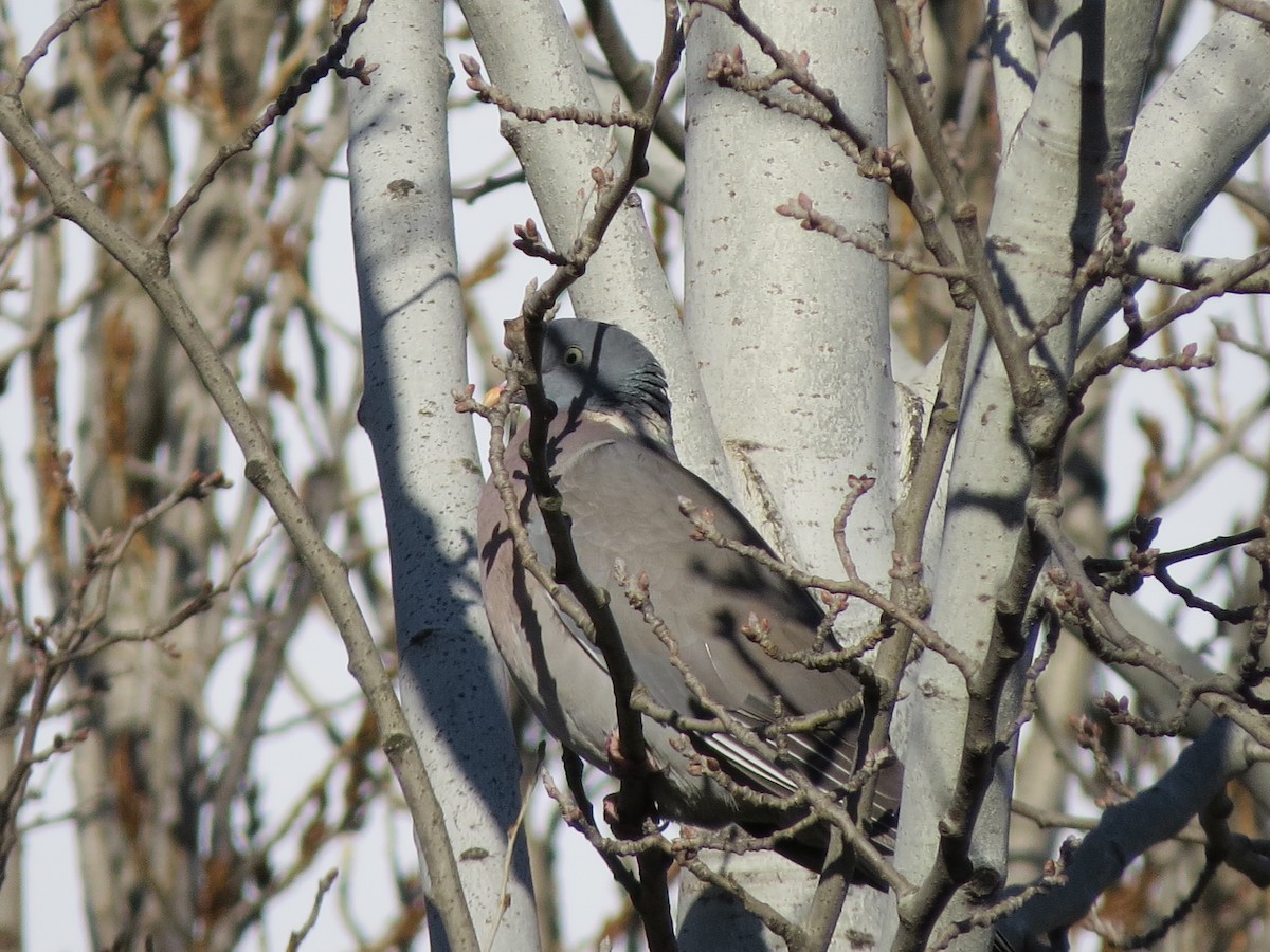 Common Wood-Pigeon - ML291730941
