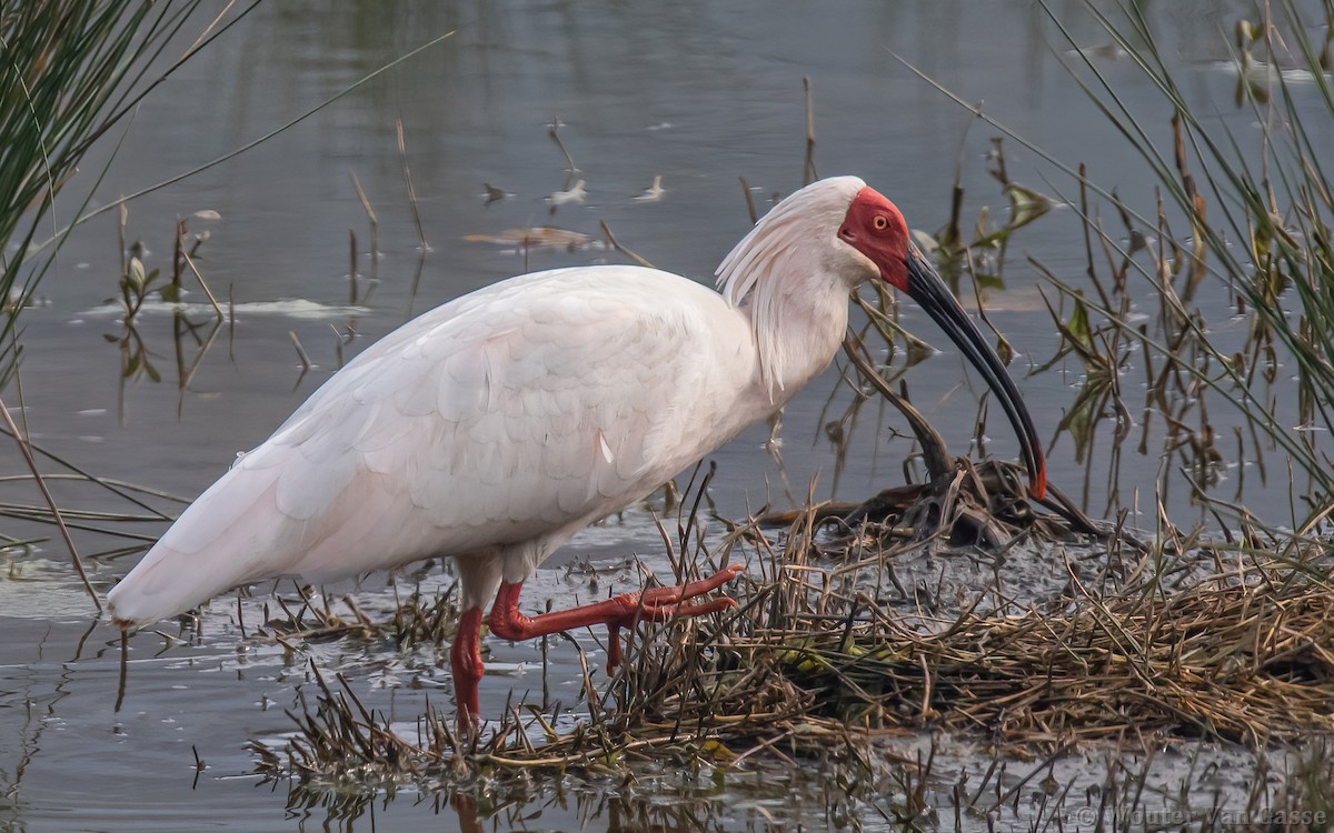 Crested Ibis - ML291746561
