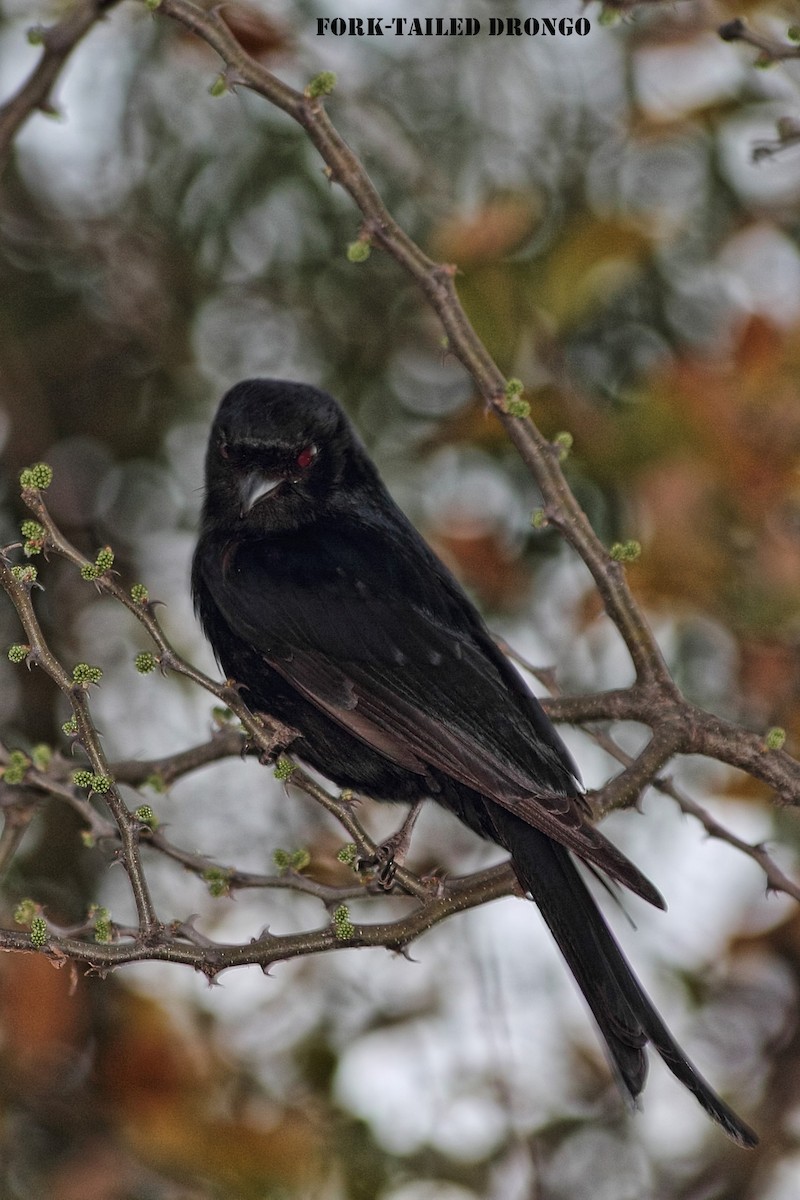 Fork-tailed Drongo - ML291749471