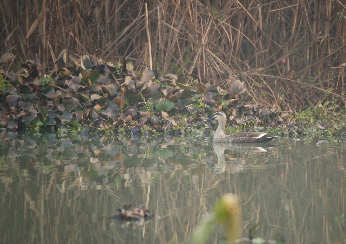 Eastern Spot-billed Duck - Cheng Qian