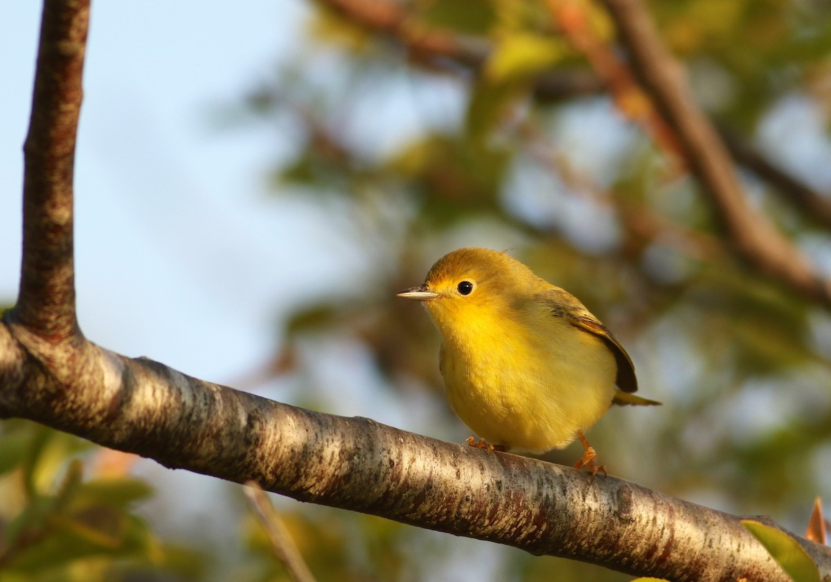 Yellow Warbler (Northern) - Nathan Dubrow