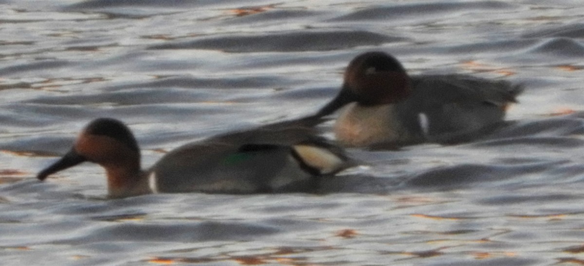 Green-winged Teal - ML291764311