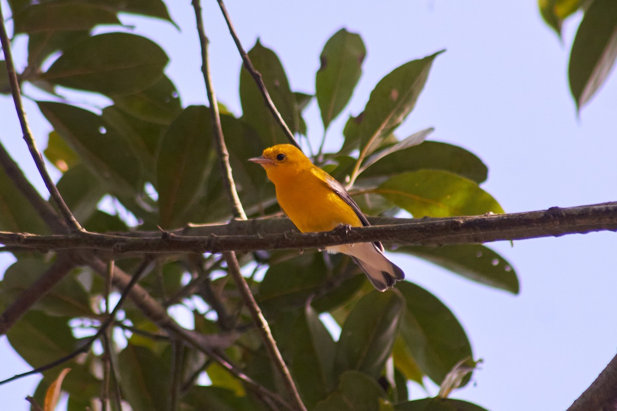 Prothonotary Warbler - ML291765681