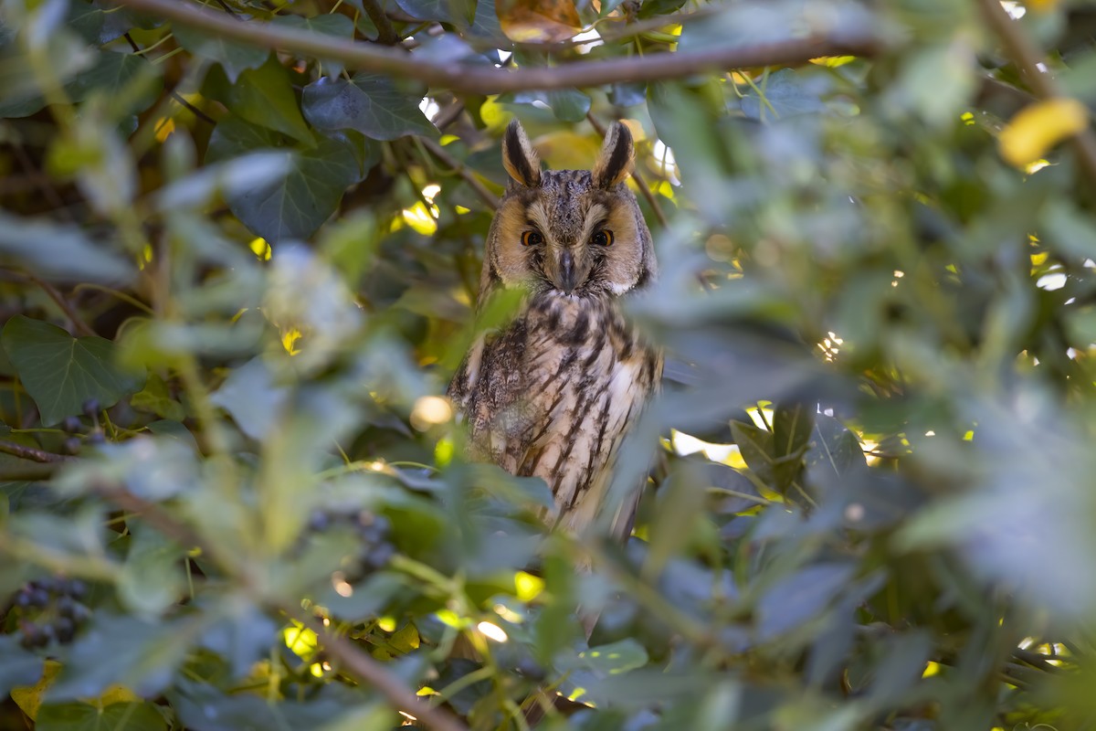 Long-eared Owl - Marco Valentini