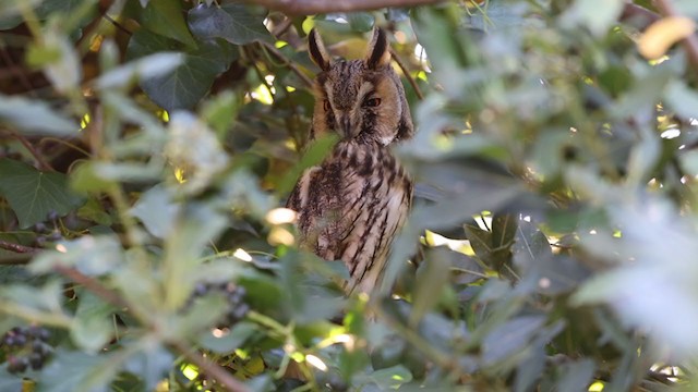 Long-eared Owl - ML291767061