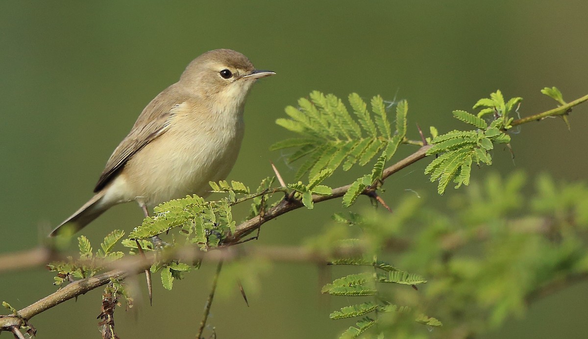Booted Warbler - ML291774561