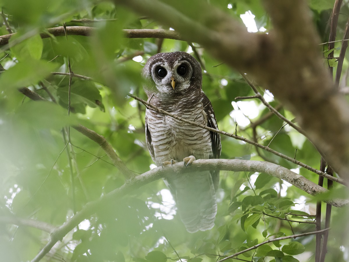 African Wood-Owl - Nick Athanas