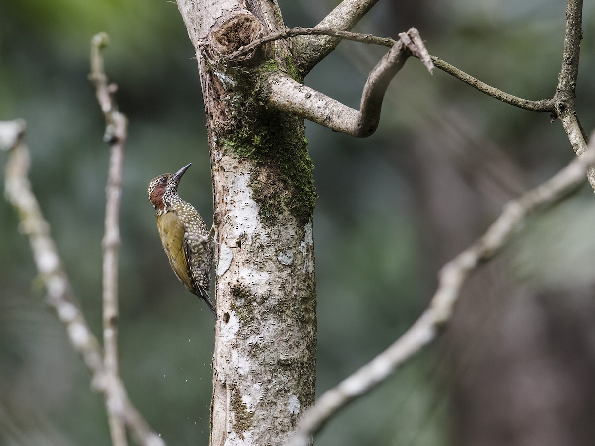 Brown-eared Woodpecker - ML291782541