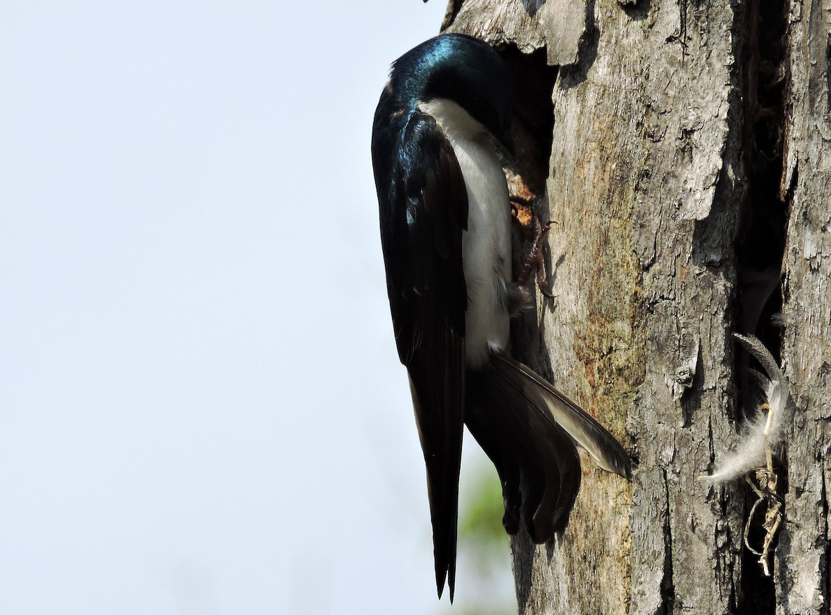 Tree Swallow - Darrell Schiffman