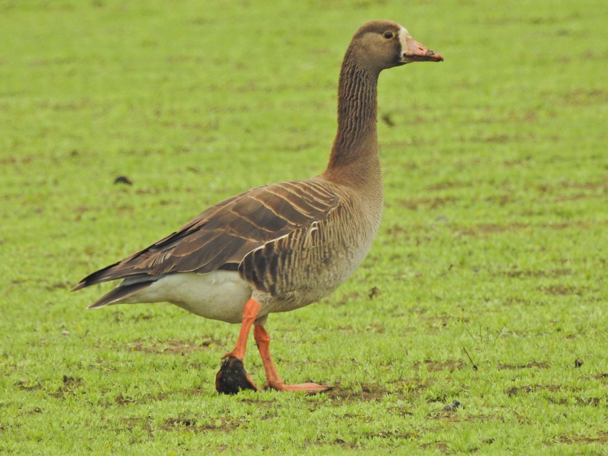 Greater White-fronted Goose - ML29178521