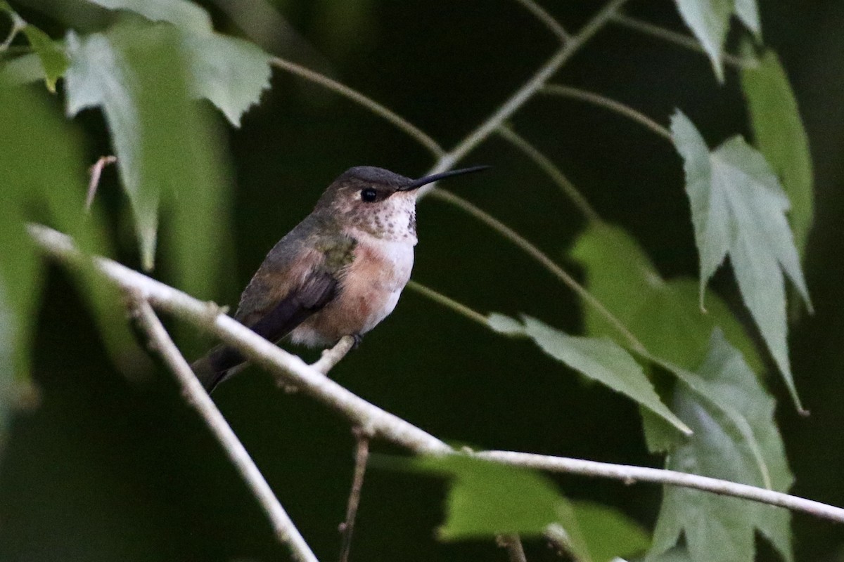 Rufous Hummingbird - John Garrett