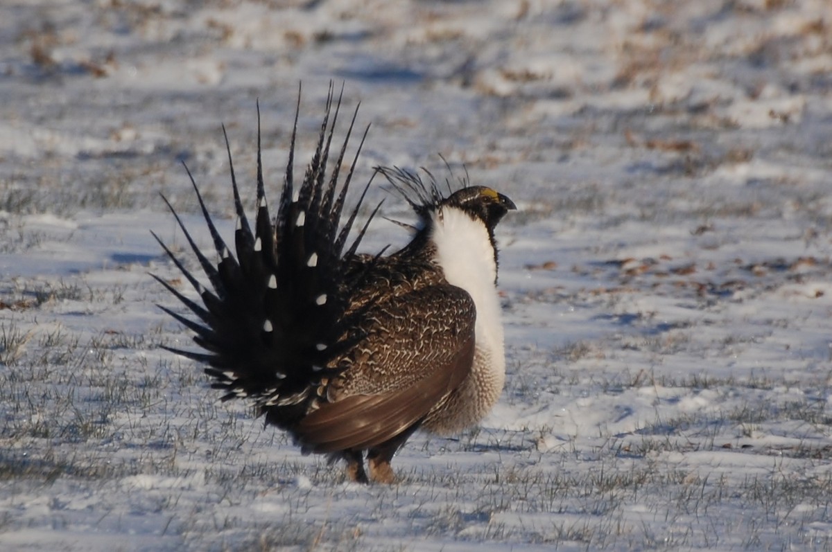 Greater Sage-Grouse - ML29179211