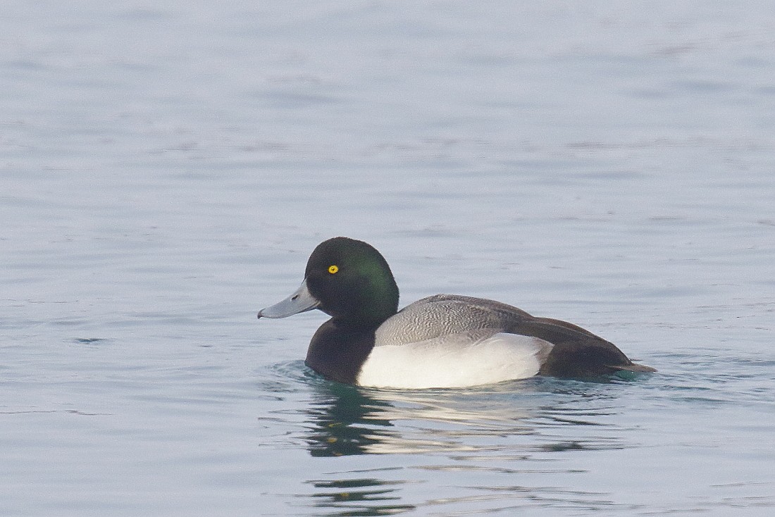 Greater Scaup - ML291796701