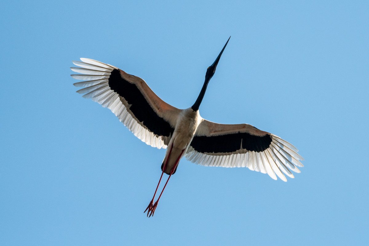 Black-necked Stork - Vivek Saggar