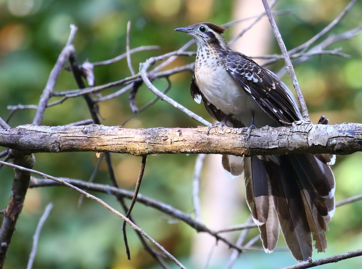 Pheasant Cuckoo - michael carmody