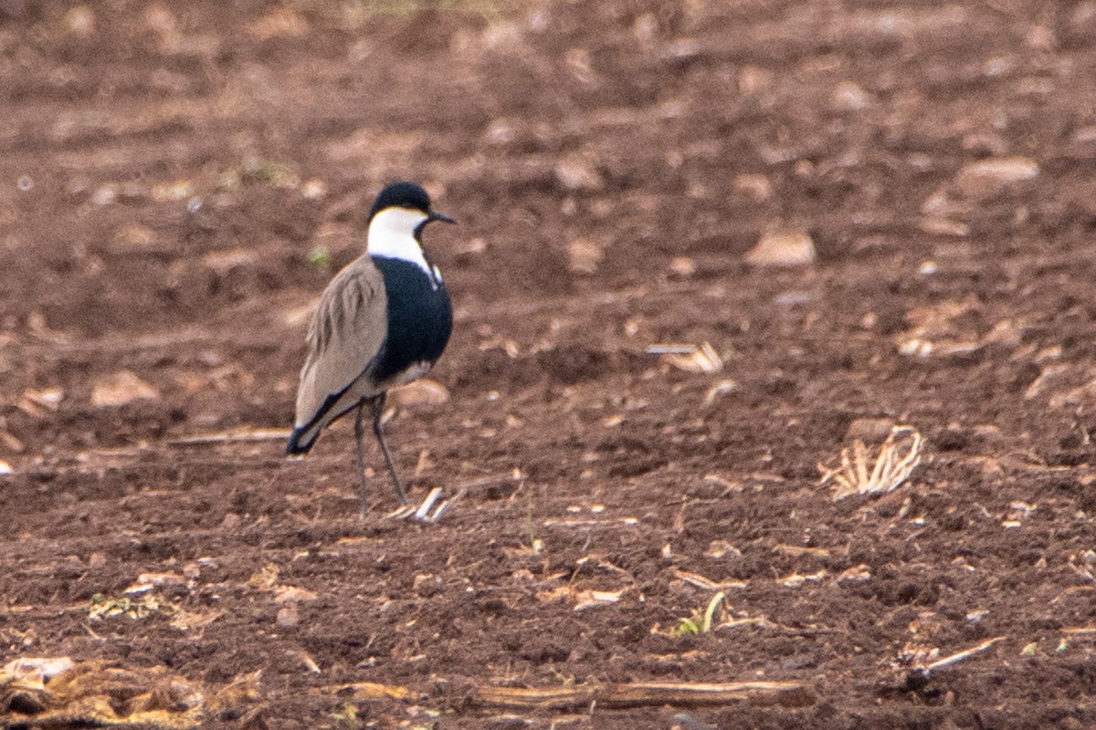 Spur-winged Lapwing - ML291805021